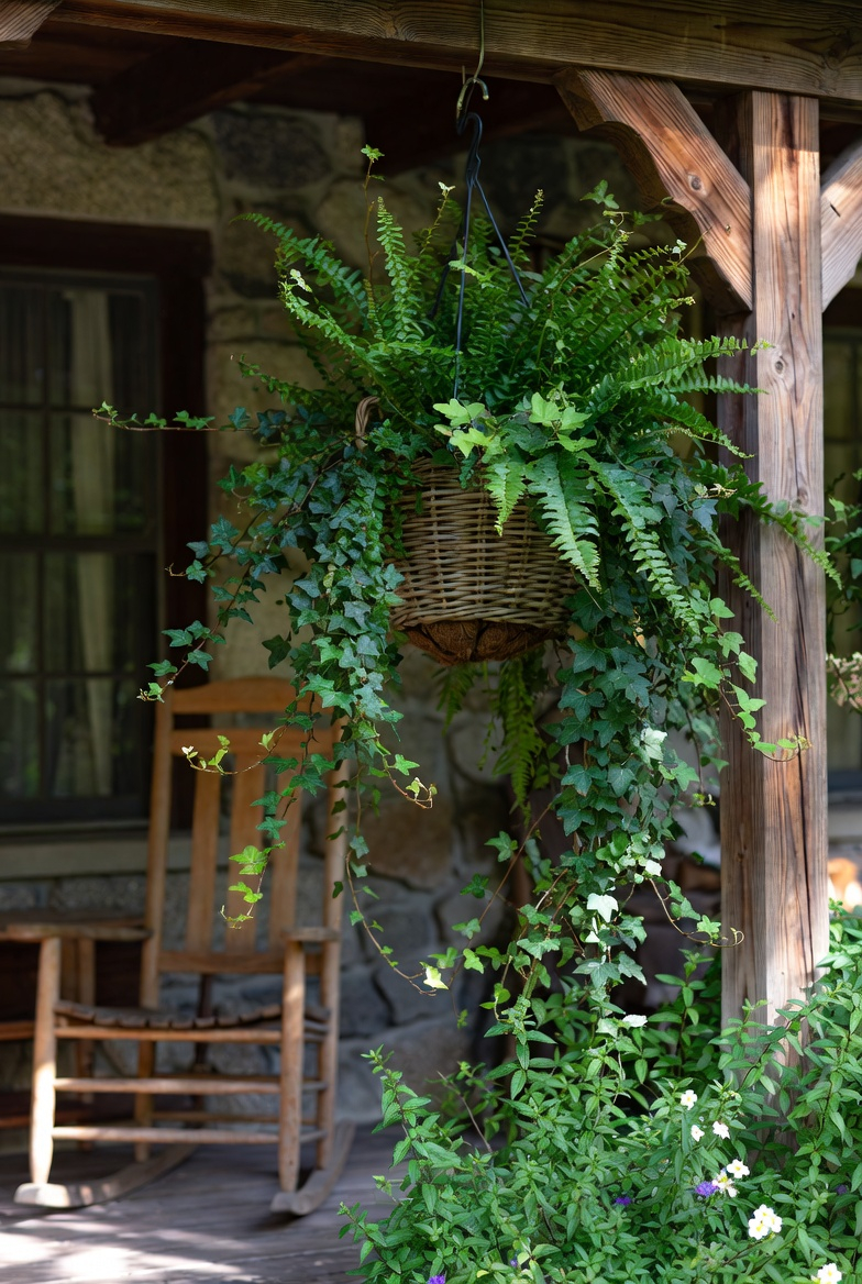 Ivy and fern hanging basket decorating a shaded porch