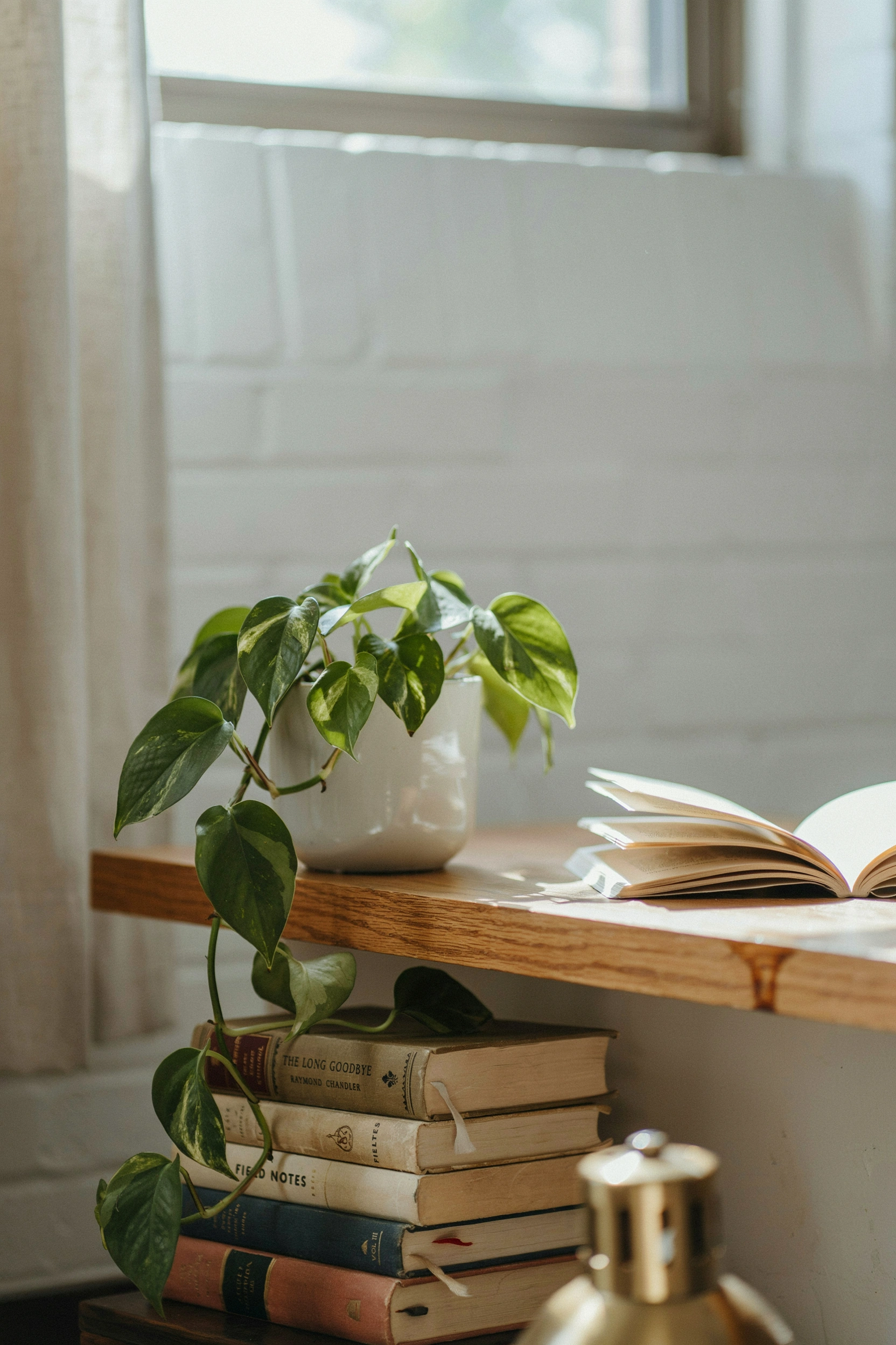 Trailing pothos plant on college dorm shelf — easy plant decor ideas for guys' bedrooms