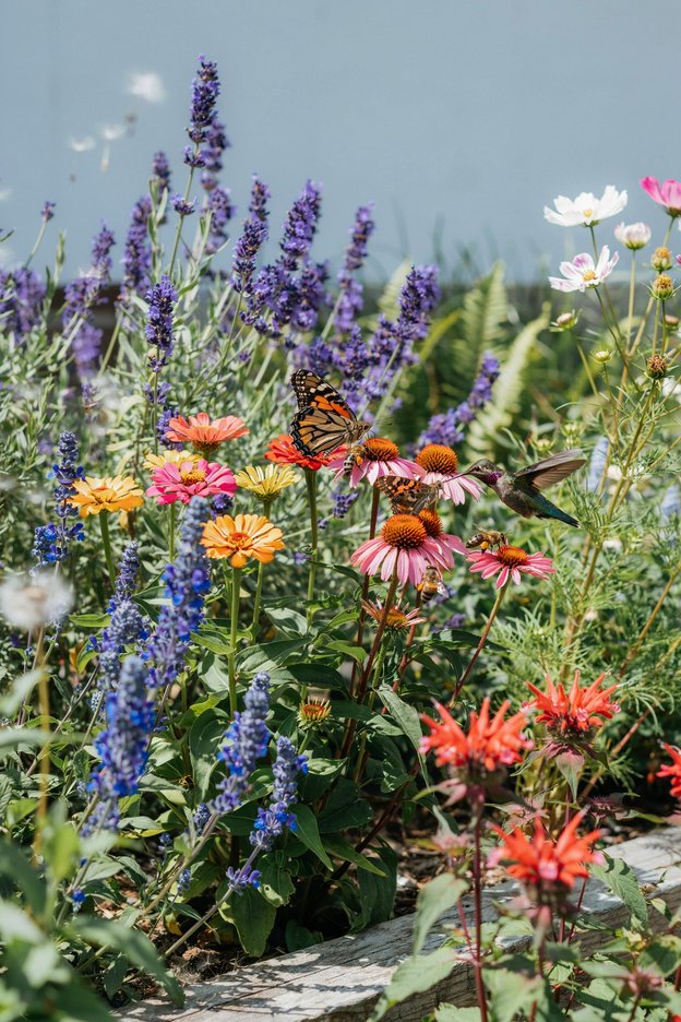 Pollinator flowers attracting bees and butterflies in a colorful garden
