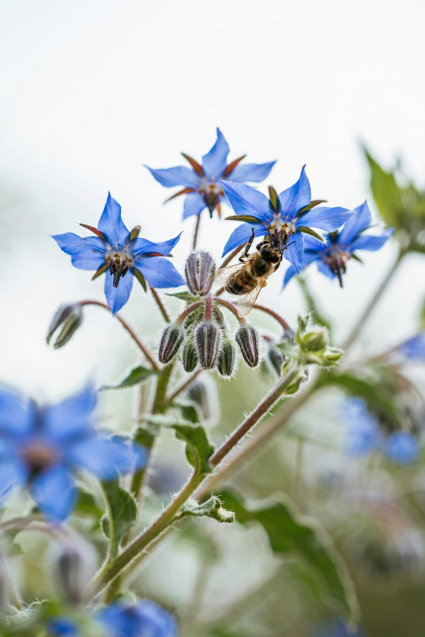 Bright blue star-shaped borage flowers attracting honeybees in a pollinator-friendly herb garden